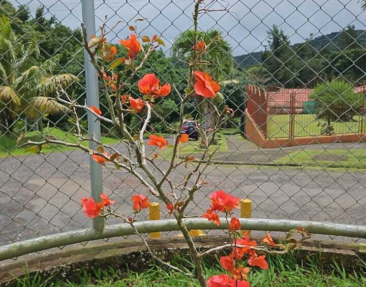 Central Classic with Oversized Garage & Wildlife Views – Nuevo Arenal, Costa Rica