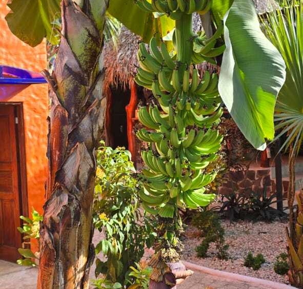 Turnkey Hotel Investment Opportunity Near Playa Tambor, Costa Rica