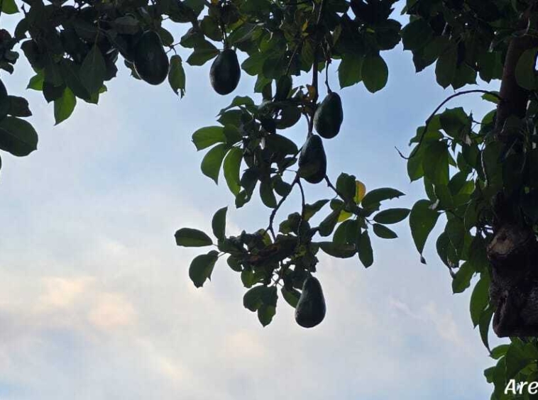 Turnkey Hotel Investment Opportunity Near Playa Tambor, Costa Rica