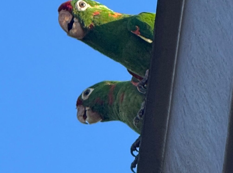 Lake Arenal View Casita with Expansive Views and Future Build Potential