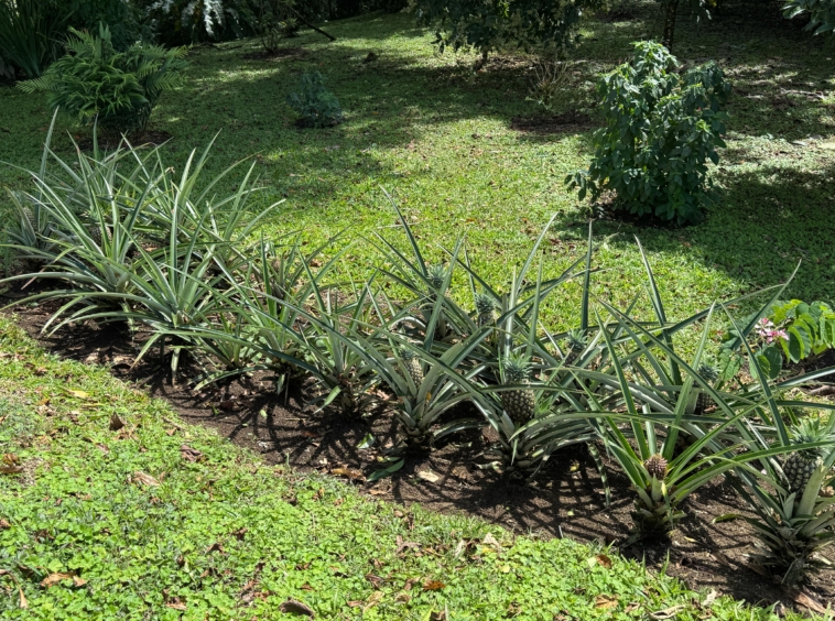 Lake Arenal View Casita with Expansive Views and Future Build Potential