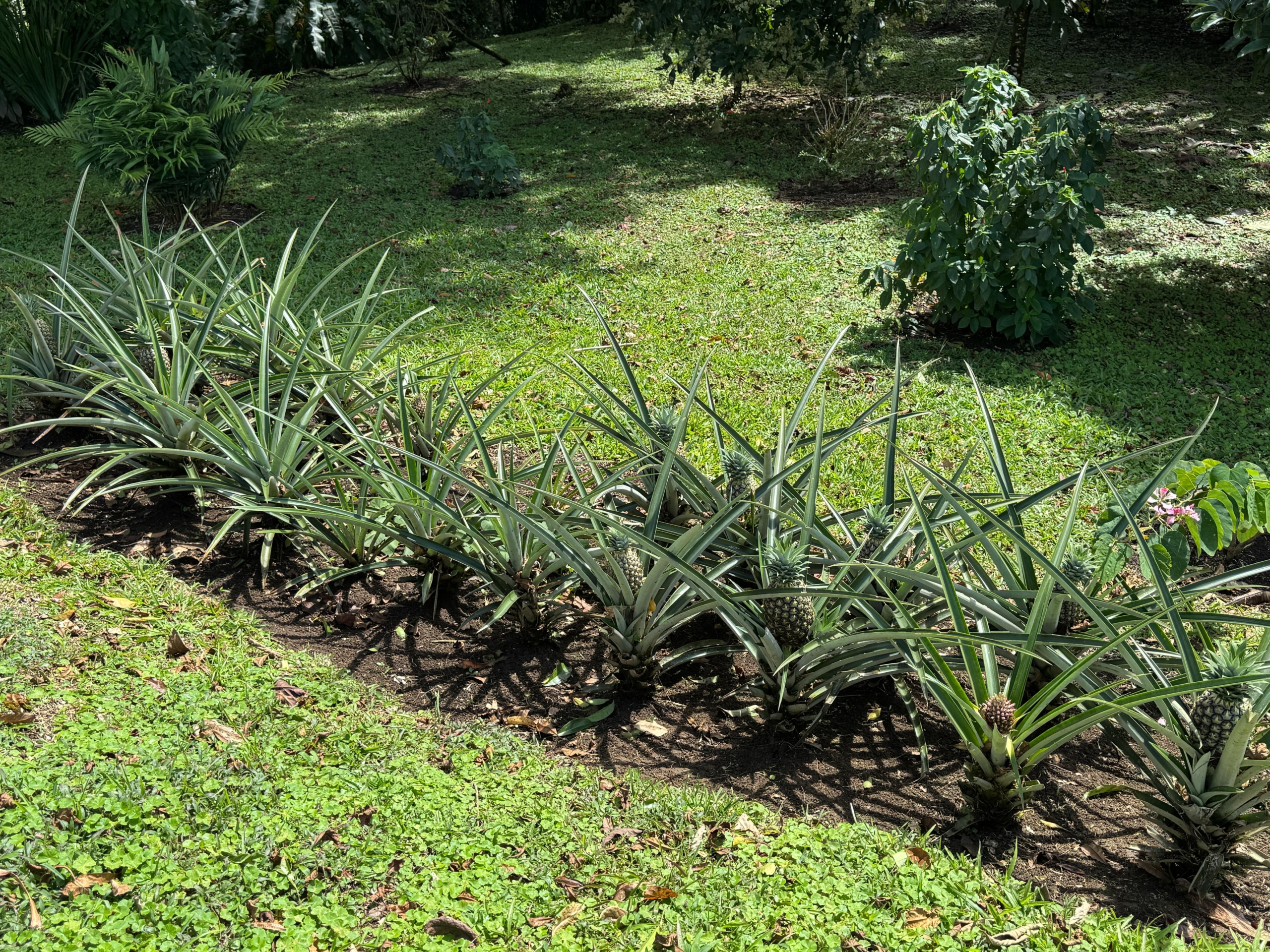 Lake Arenal View Casita with Expansive Views and Future Build Potential