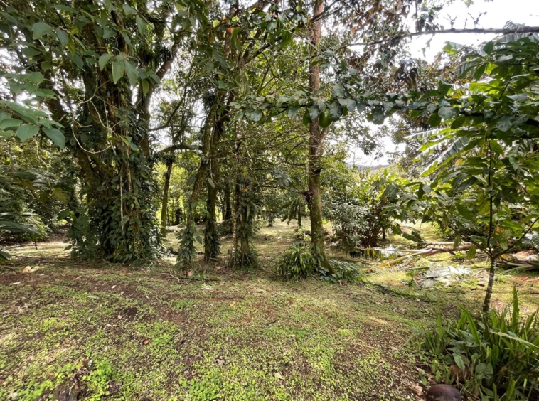 Enchanting Garden & Jungle Property, Walking Distance to Town, Arenal APMLS0048