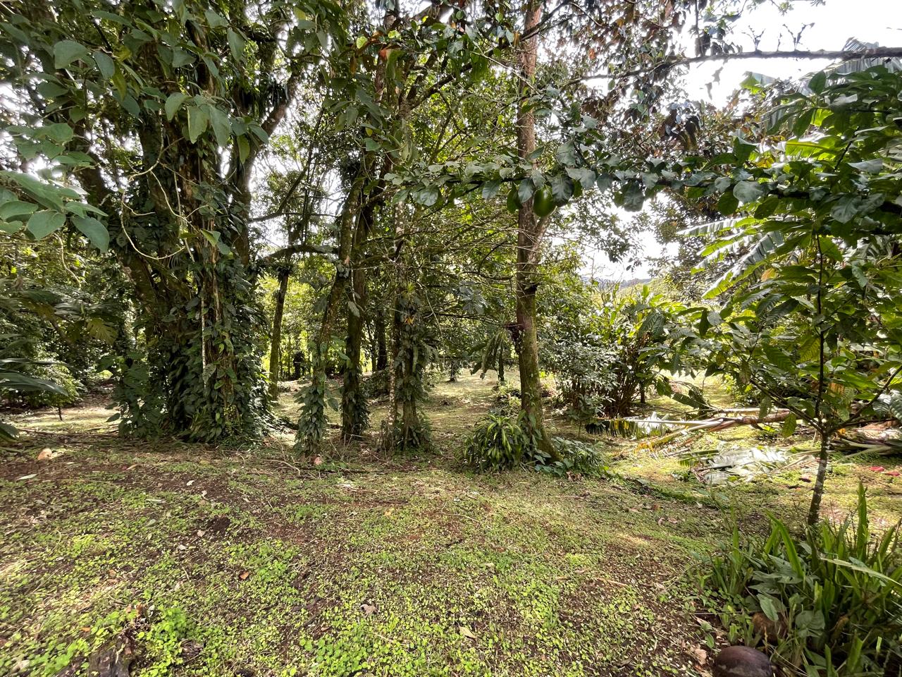 Enchanting Garden & Jungle Property, Walking Distance to Town, Arenal APMLS0048