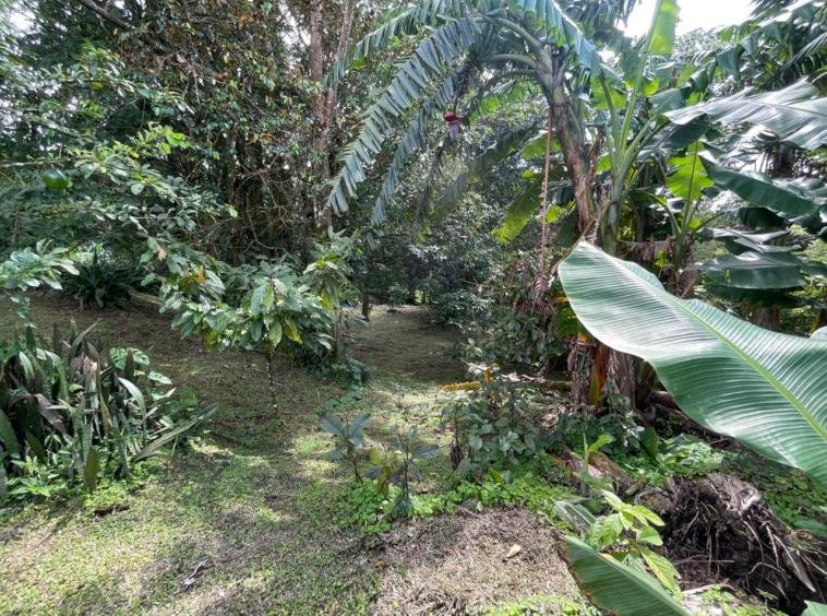 Enchanting Garden & Jungle Property, Walking Distance to Town, Arenal APMLS0048