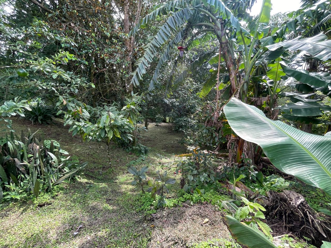 Enchanting Garden & Jungle Property, Walking Distance to Town, Arenal APMLS0048