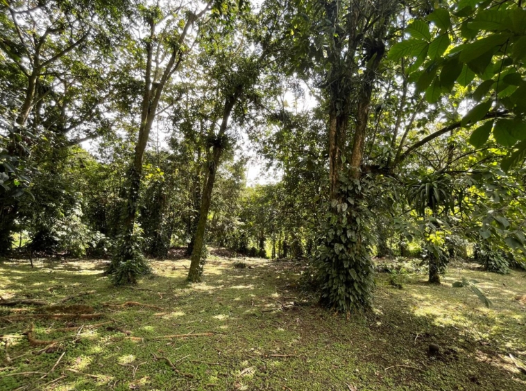 Enchanting Garden & Jungle Property, Walking Distance to Town, Arenal APMLS0048