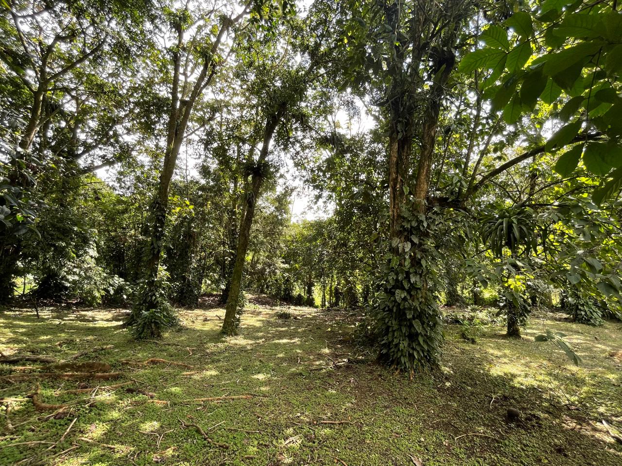 Enchanting Garden & Jungle Property, Walking Distance to Town, Arenal APMLS0048