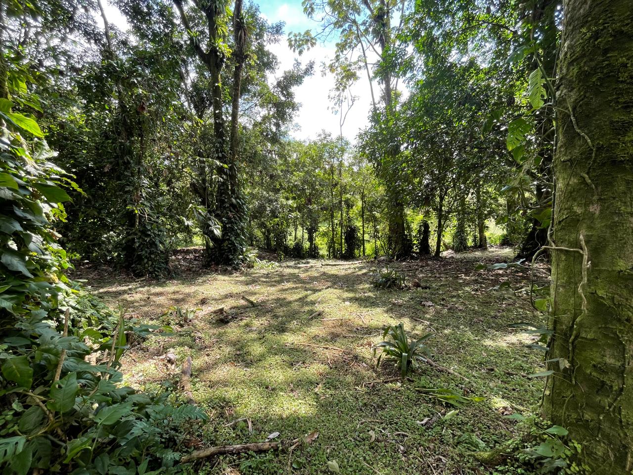 Enchanting Garden & Jungle Property, Walking Distance to Town, Arenal APMLS0048