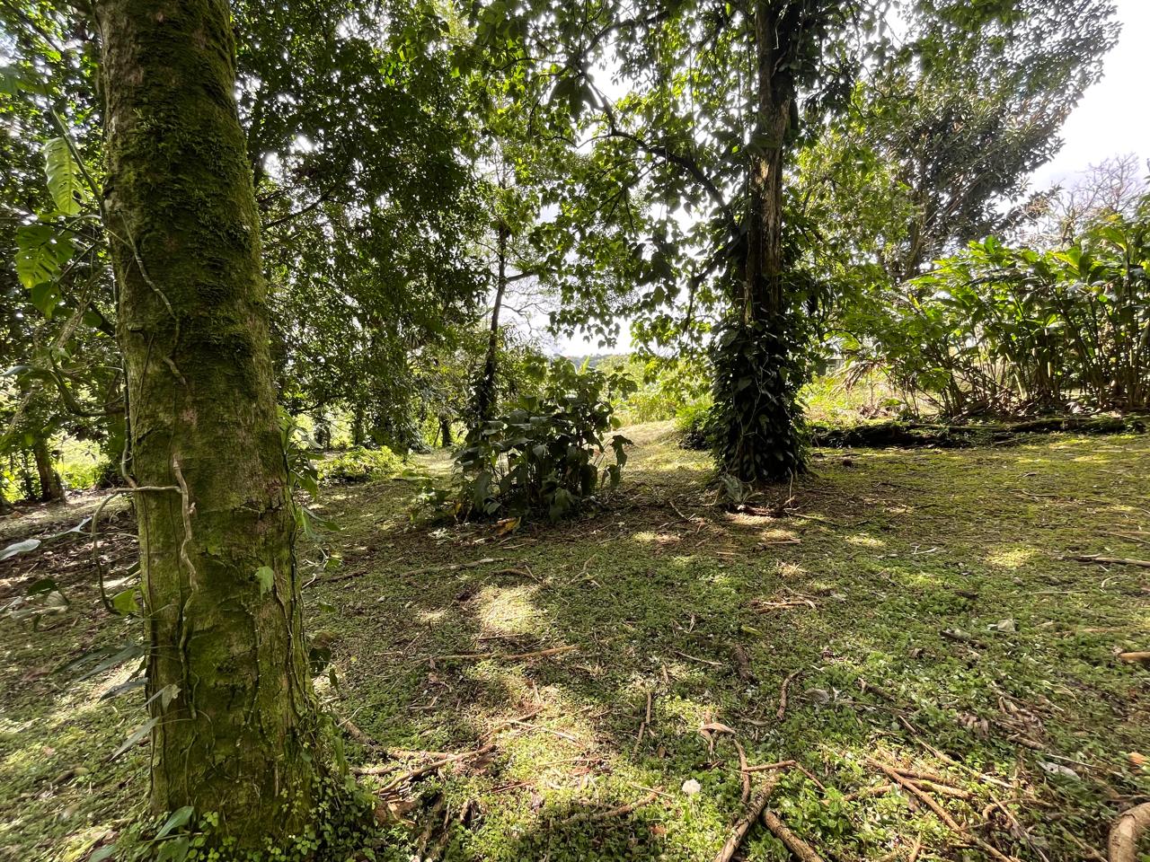Enchanting Garden & Jungle Property, Walking Distance to Town, Arenal APMLS0048